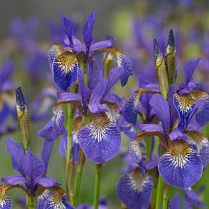 Preview wallpaper flowers, purple, field, blur