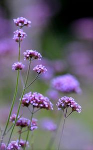 Preview wallpaper flowers, purple, field, bloom