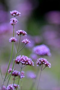 Preview wallpaper flowers, purple, field, bloom