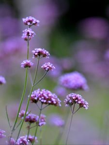 Preview wallpaper flowers, purple, field, bloom