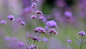 Preview wallpaper flowers, purple, field, bloom