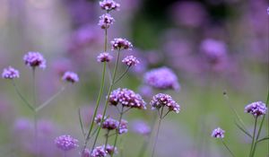 Preview wallpaper flowers, purple, field, bloom