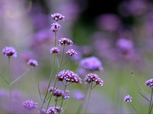 Preview wallpaper flowers, purple, field, bloom