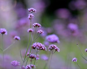 Preview wallpaper flowers, purple, field, bloom