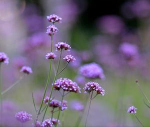 Preview wallpaper flowers, purple, field, bloom