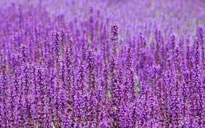 Preview wallpaper flowers, purple, field, many