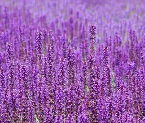 Preview wallpaper flowers, purple, field, many