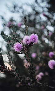 Preview wallpaper flowers, purple, flowering, branch, plant