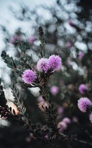 Preview wallpaper flowers, purple, flowering, branch, plant