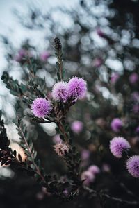Preview wallpaper flowers, purple, flowering, branch, plant