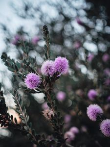 Preview wallpaper flowers, purple, flowering, branch, plant