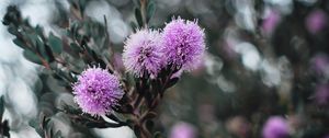 Preview wallpaper flowers, purple, flowering, branch, plant