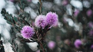 Preview wallpaper flowers, purple, flowering, branch, plant