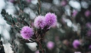 Preview wallpaper flowers, purple, flowering, branch, plant