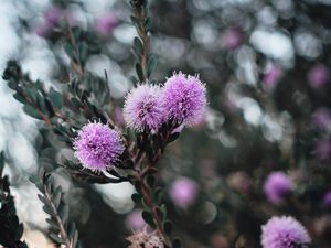 Preview wallpaper flowers, purple, flowering, branch, plant