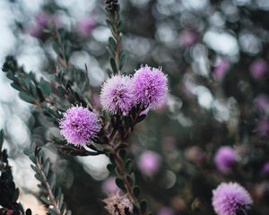 Preview wallpaper flowers, purple, flowering, branch, plant