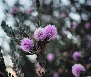 Preview wallpaper flowers, purple, flowering, branch, plant