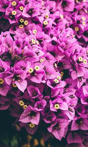 Preview wallpaper flowers, purple, garden, petals