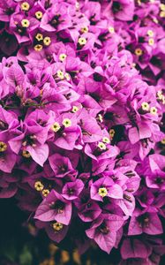 Preview wallpaper flowers, purple, garden, petals