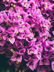 Preview wallpaper flowers, purple, garden, petals