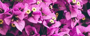 Preview wallpaper flowers, purple, garden, petals