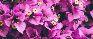 Preview wallpaper flowers, purple, garden, petals