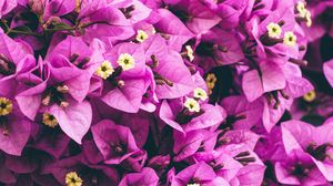 Preview wallpaper flowers, purple, garden, petals