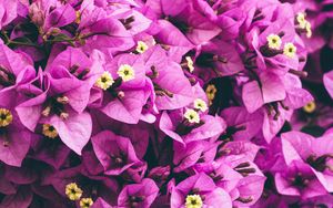 Preview wallpaper flowers, purple, garden, petals