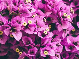 Preview wallpaper flowers, purple, garden, petals