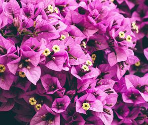 Preview wallpaper flowers, purple, garden, petals