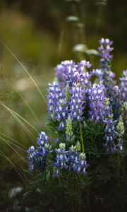 Preview wallpaper flowers, purple, grass, plant, macro