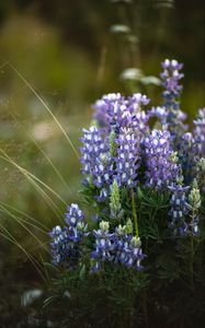 Preview wallpaper flowers, purple, grass, plant, macro