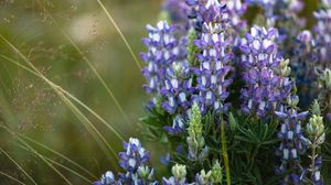 Preview wallpaper flowers, purple, grass, plant, macro