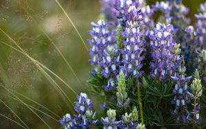 Preview wallpaper flowers, purple, grass, plant, macro