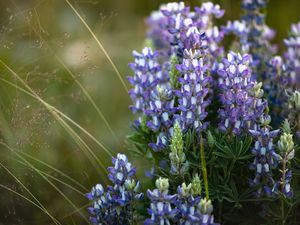 Preview wallpaper flowers, purple, grass, plant, macro