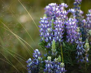 Preview wallpaper flowers, purple, grass, plant, macro