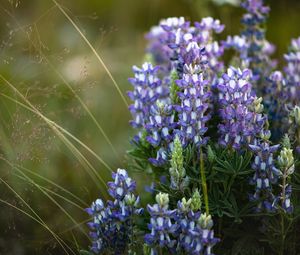 Preview wallpaper flowers, purple, grass, plant, macro