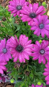 Preview wallpaper flowers, purple, green, sawdust