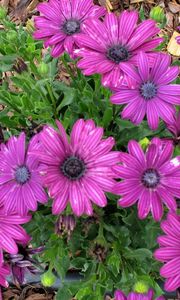 Preview wallpaper flowers, purple, green, sawdust