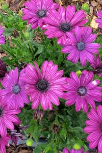 Preview wallpaper flowers, purple, green, sawdust