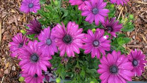 Preview wallpaper flowers, purple, green, sawdust