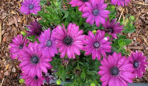 Preview wallpaper flowers, purple, green, sawdust