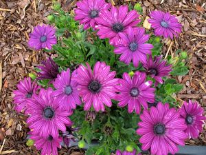 Preview wallpaper flowers, purple, green, sawdust