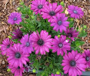 Preview wallpaper flowers, purple, green, sawdust