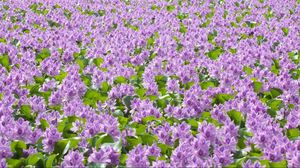 Preview wallpaper flowers, purple, leaves, many