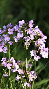 Preview wallpaper flowers, purple, macro, bloom