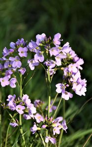 Preview wallpaper flowers, purple, macro, bloom