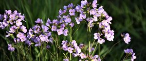 Preview wallpaper flowers, purple, macro, bloom