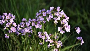 Preview wallpaper flowers, purple, macro, bloom