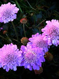 Preview wallpaper flowers, purple, night, flowerbed